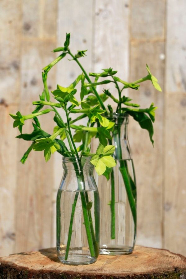 Milchflaschen aus Glas 250ml | 14x6cm (24 Stück) [IFS-129191]