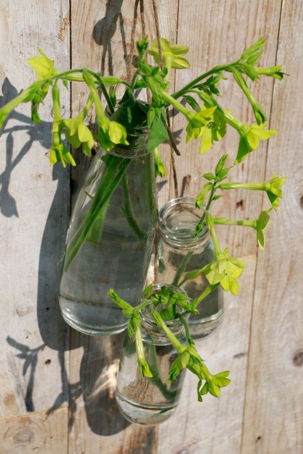 Milchflaschen aus Glas 250ml | 14x6cm (24 Stück) [IFS-129191]