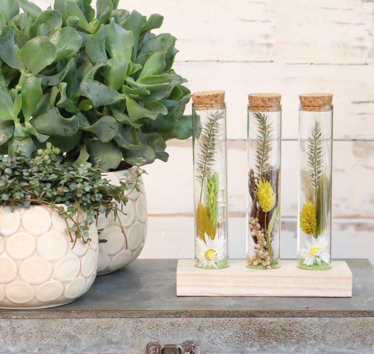 Glasröhre Ø3cm auf Holzbrett (12 Stück) [IFS-29148]