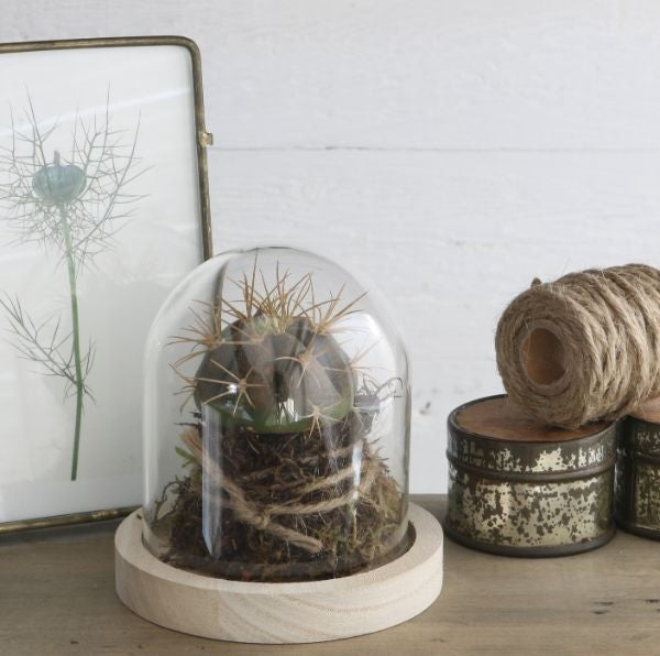 Campana di vetro con base di legno Ø10cm e alta 10 cm (1 pz) [IFS-29421]