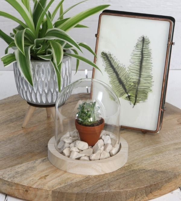 Dôme en verre avec base en bois Ø 10cm et 10 cm de hauteur (1 pièce) [IFS-29421]