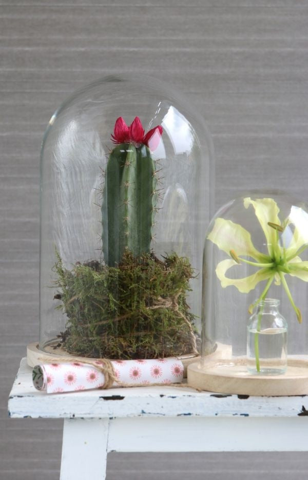 Dôme en verre avec base en bois Ø 17cm et 25 cm de hauteur (1 pièce) [IFS-29425]