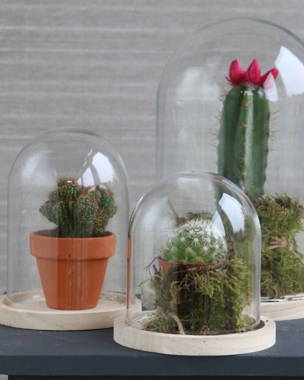 Dôme en verre avec base en bois Ø 17cm et 25 cm de hauteur (1 pièce) [IFS-29425]