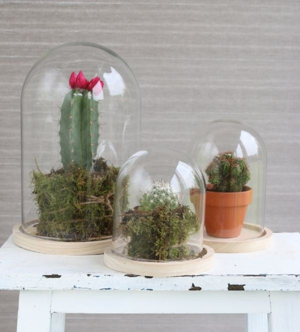 Dôme en verre avec base en bois Ø 12cm et 16 cm de hauteur (1 pièce) [IFS-29423]