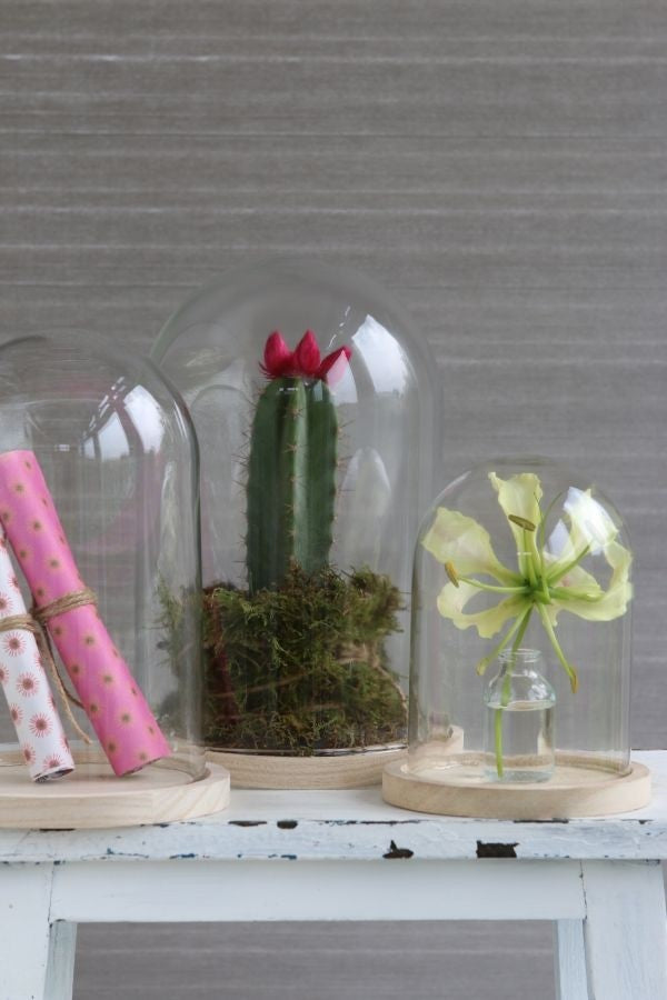 Dôme en verre avec base en bois Ø 17cm et 25 cm de hauteur (1 pièce) [IFS-29425]