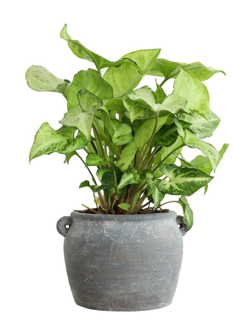 Amphoren Topf 10x8,2x6,5 cm (6 Stück) [IFS-33242]