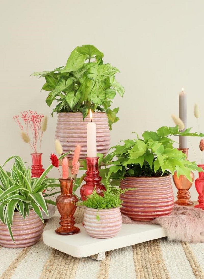 Pot Rose Carmine Rise Ø6,5 x h: 8 cm (12 Pcs) [IFS-33982]