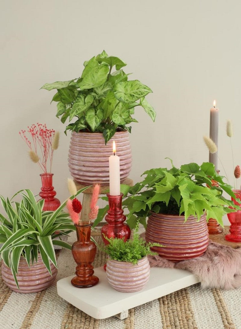 Vaso Rosa Carmine Rise Ø13 x h: 15,5 cm (4 pz) [IFS-33985]