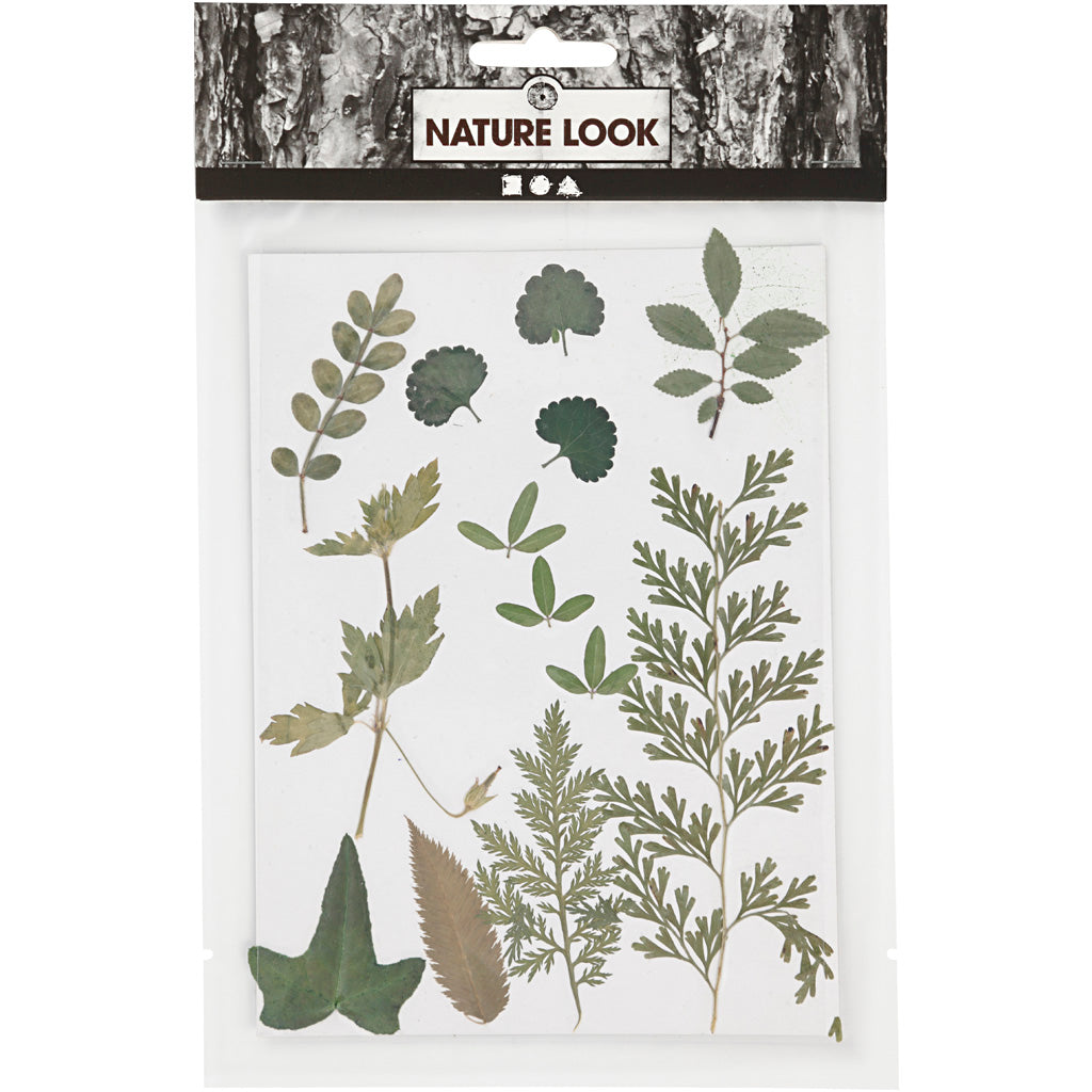 Fiori e foglie pressati, verde, 1conf./ 1 conf. [HOB-504476]