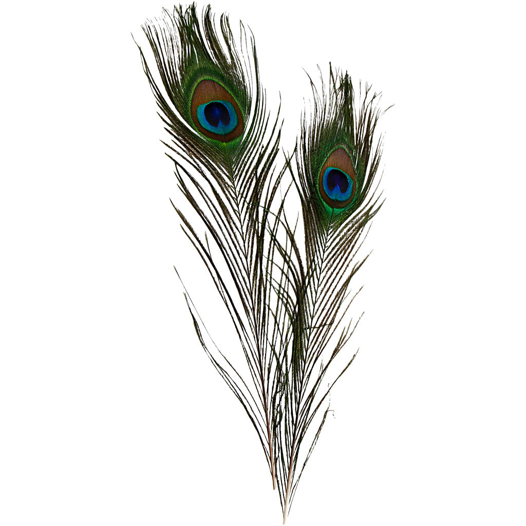 Peacock feathers, L: 25-30 cm, 10 pc
