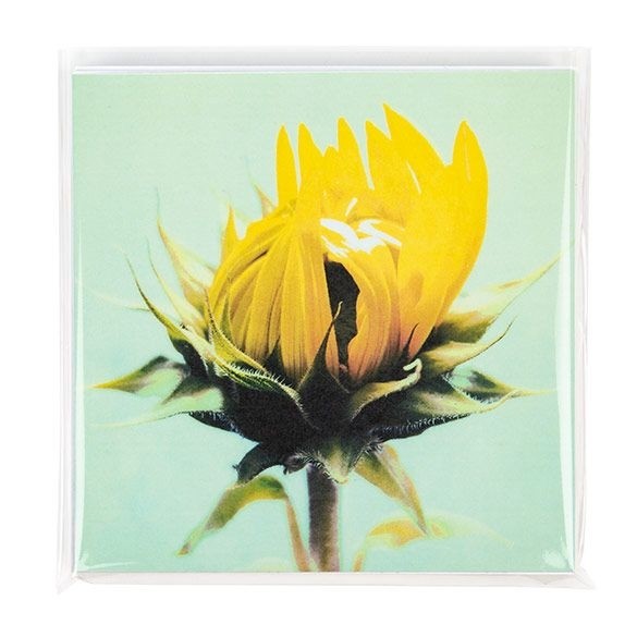 Umweltfreundliche Beutel Bioplastik 17x16.7cm Transparent (100 Stück) [GC6X6MNF]