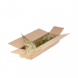 Fleurs Naturelles Séchées Blanches Gypsophile séchée (1 Paquet)  [RU-00194.000.9]