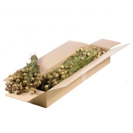 Fleurs Naturelles Séchées Vertes Nigella (1 Paquet)  [RU-00390.000.9]