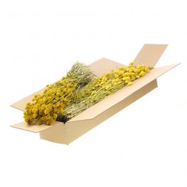 Fleurs Séchées Jaunes Phalaris (1 Paquet)  [RU-00456.032.9]