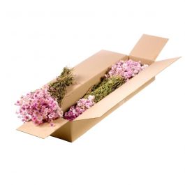 Fleurs Naturelles Séchées Roses Rodanthe (1 Paquet)  [RU-00512.000.9]