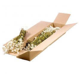 Fleurs Naturelles Séchées Blanches Rodanthe (1 Paquet)  [RU-00514.000.9]
