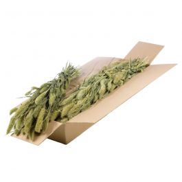 Fleurs Naturelles Séchées Vertes Setarea (1 Paquet)  [RU-00544.000.9]