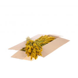 Fleurs Séchées Jaunes Setarea (1 Paquet)  [RU-00544.032.9]