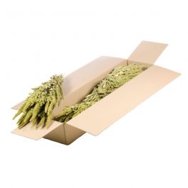 Fleurs Naturelles Séchées Vertes Amarante (1 Paquet)  [RU-01599.000.9]