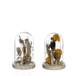 Cloche en verre avec fleurs séchées naturelles Ø8cm (1 pièce.) [IFS-29838]