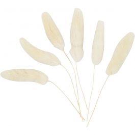 Plante 'queue-de-lièvre', L : 3-7 cm, 6 pièces/ 1 Pq. [HOB-50203]