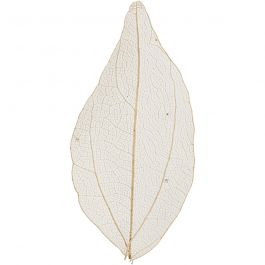 Squelettes de feuilles, L : 4,5-8 cm, naturel, 20 pièces/ 1 Pq. [HOB-504493]