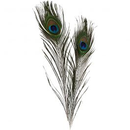 Plumes de paon, L : 25-30 cm, 10 pièces/ 1 Pq. [HOB-51810]