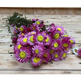 Fleurs Naturelles Séchées Roses Acroclinium (1 Paquet)  [RU-00021.000.9]