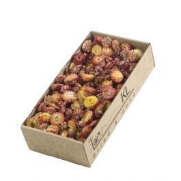 Fleurs Séchées Helichrysum Sommités 100gr Naturelles Saumon (1 Boîte) [RU-00231.000.5]