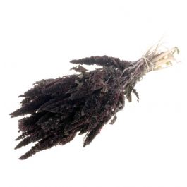 Amaranthus Marron foncé (1 Paquet) [RU-15991120]