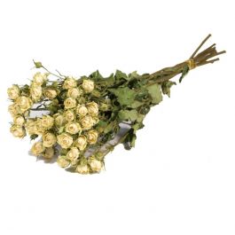 Fleurs Séchées Roses spray Naturelles Blanc (1 Paquet) [RU- 01597.000.9]